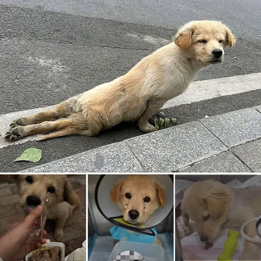 A Brave Dog’s Heartfelt Cry for Help: A Journey of Resilience and Hope