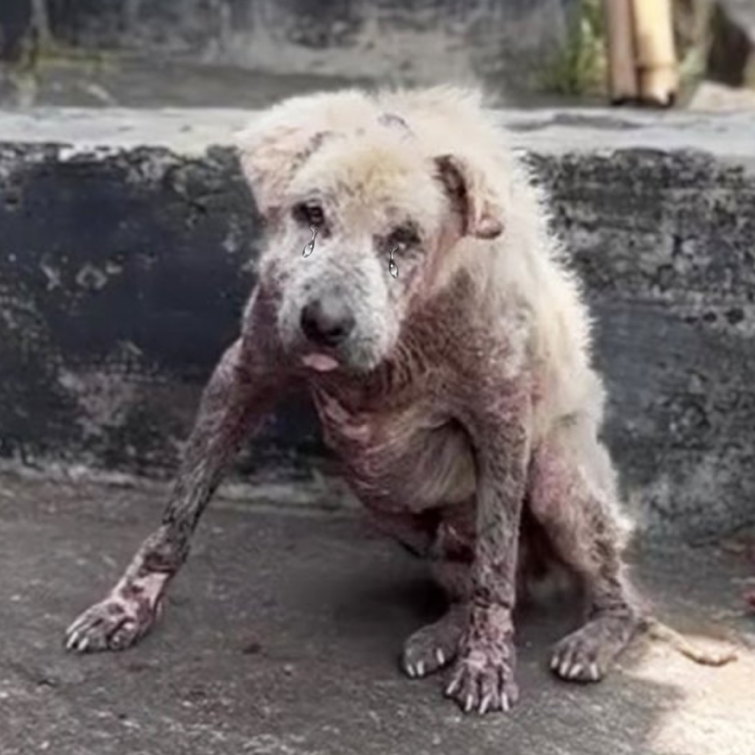 From Neglect to Love: Ossie’s Heartwarming Journey to Recovery and Resilience