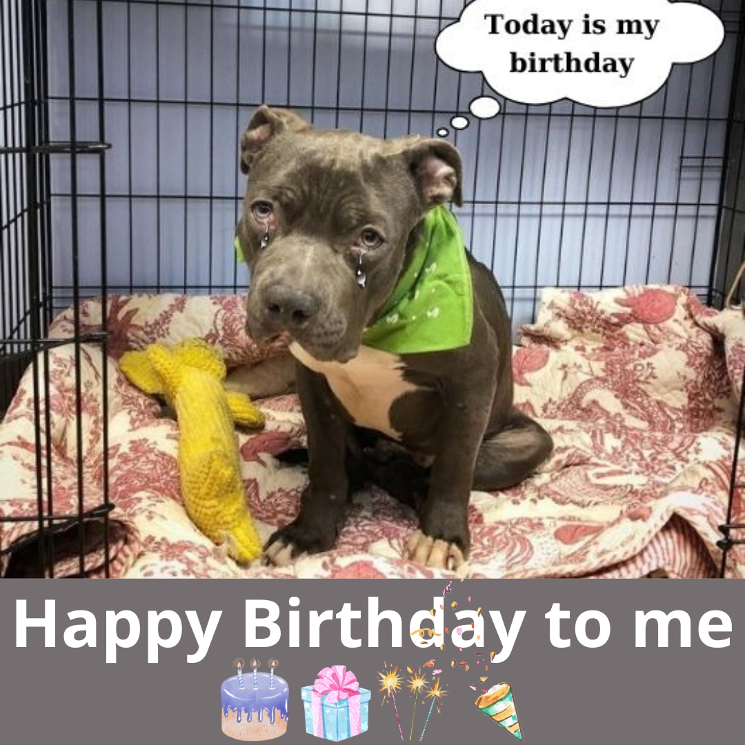 A Lonely Birthday: The Story of a Stray Dog’s Journey to Hope