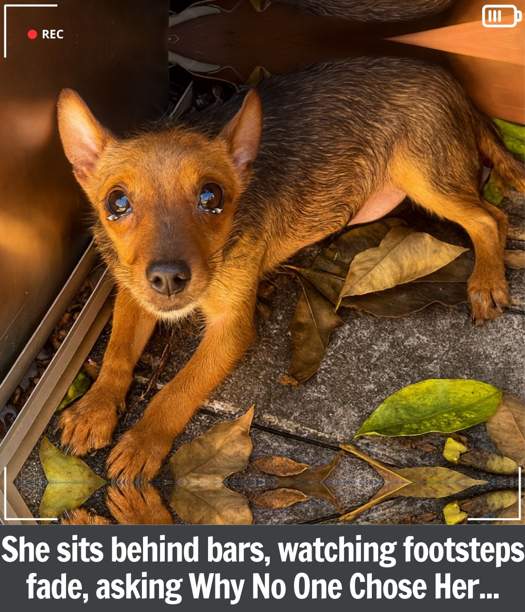 Little Squirrel’s Journey: The Puppy Who Finally Found the Family Waiting for Her