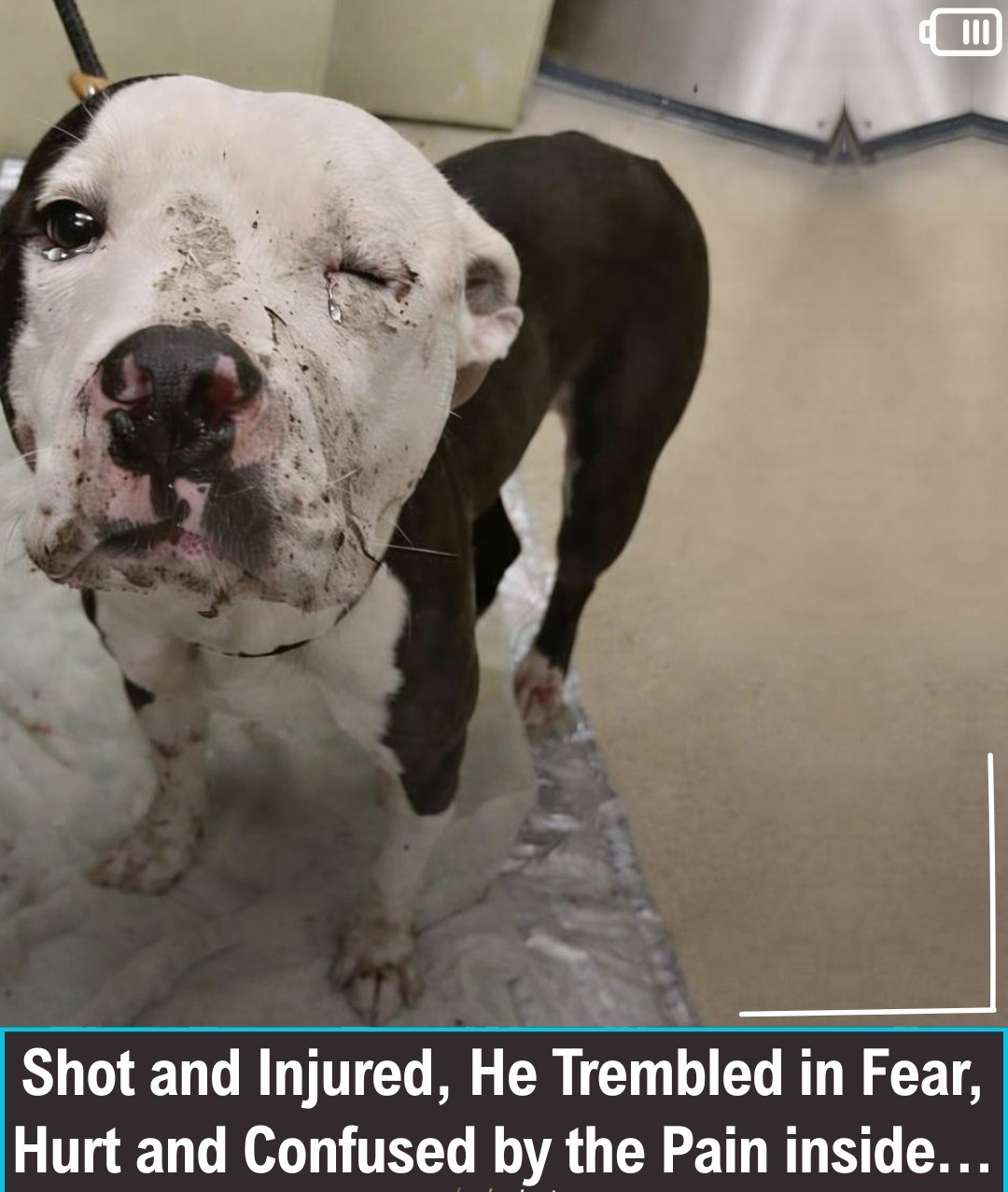 Injured Stray Dog Found Covered in Blood Is Finally Getting a Second Chance