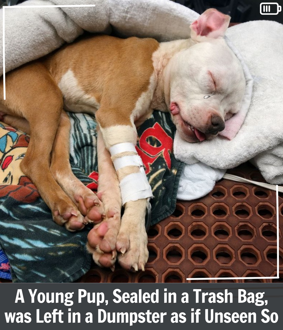 Dumped on Christmas, a “Miracle” Dog Survived the Cold and Found a Forever Home