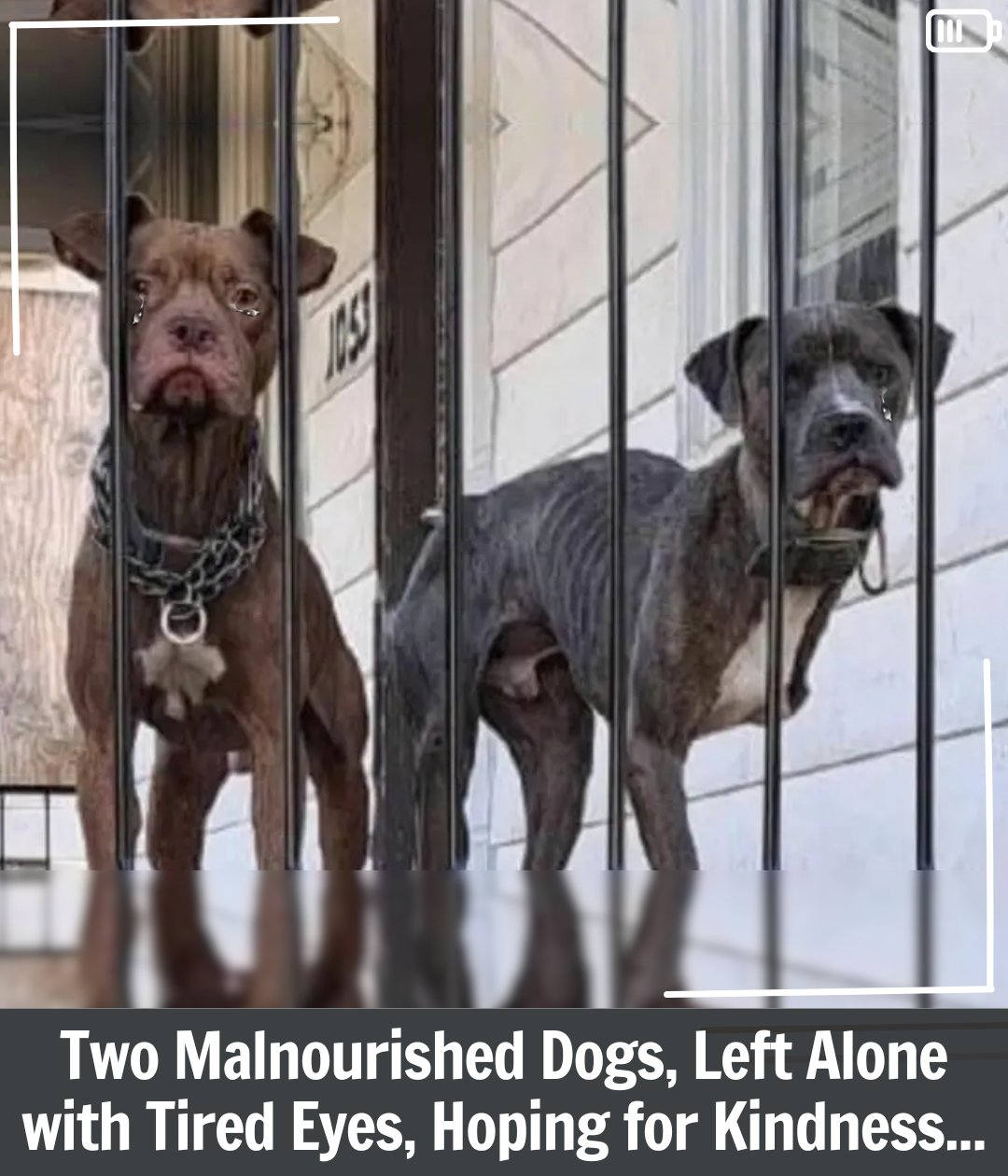 Two Malnourished Dogs Left on a Porch With Sorrowful Eyes Finally Find Compassion