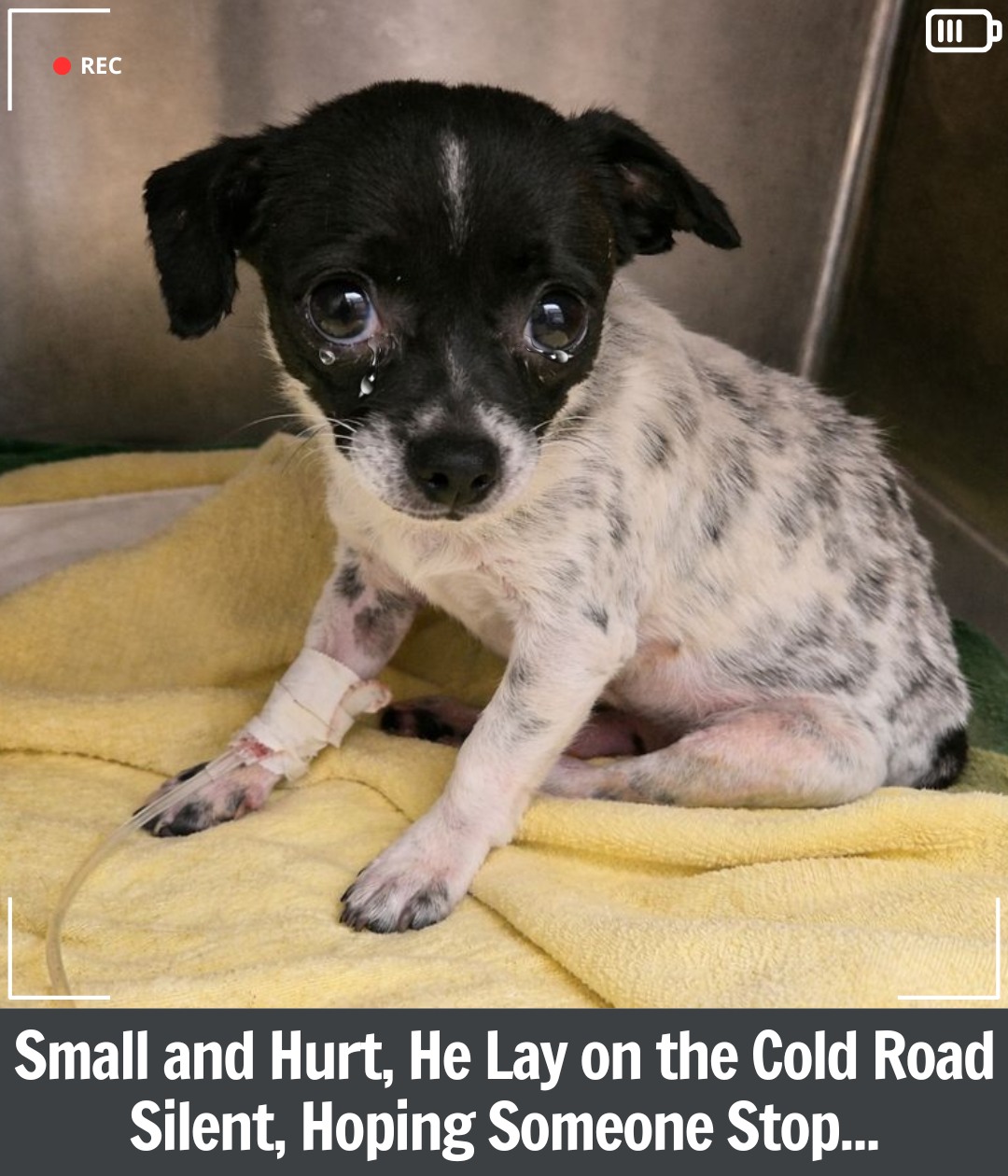 Tiny Chihuahua Found Broken on the Road Fights to Stay Alive