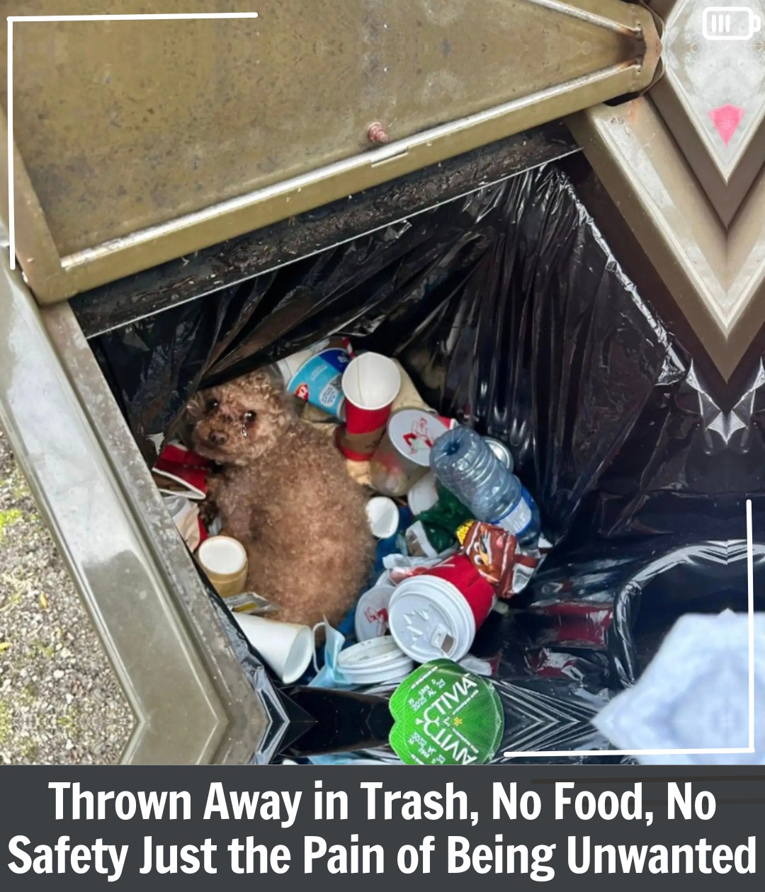 Buried Beneath the Garbage, a Forgotten Dog Waited for a Miracle