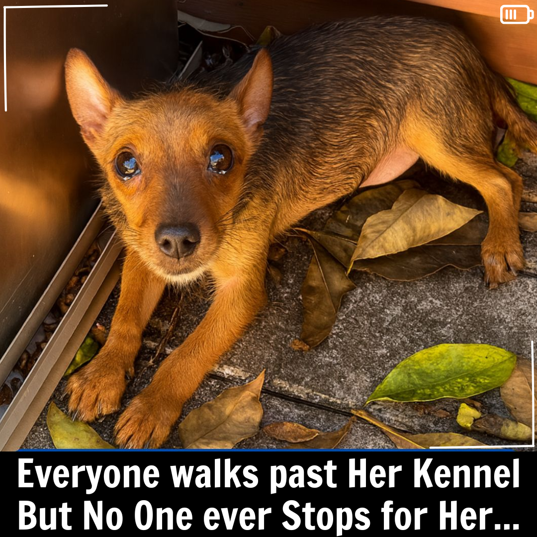 Little Squirrel’s Journey: The Puppy Who Finally Found the Family Waiting for Her