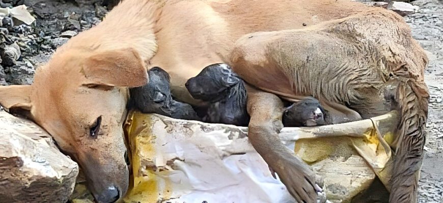 A mother dog protected her newborn babies in the ruins.
