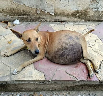 The story of a dog who…