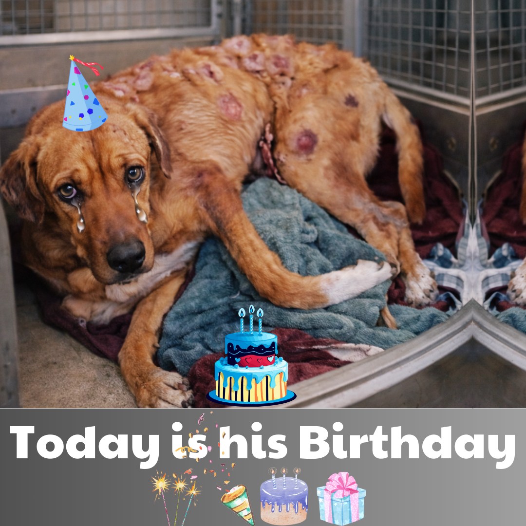 Boby’s Journey: From Suffering to Hope – A Birthday Celebration of Resilience