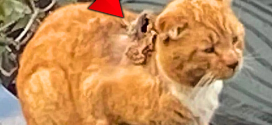 Rescuers Found Something Horrifying On This Cat’s Fur And What Happened Next Shocked Everyone