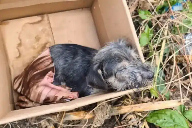 Pup That Was Left In A Box Proves Everyone He’s A Fighter