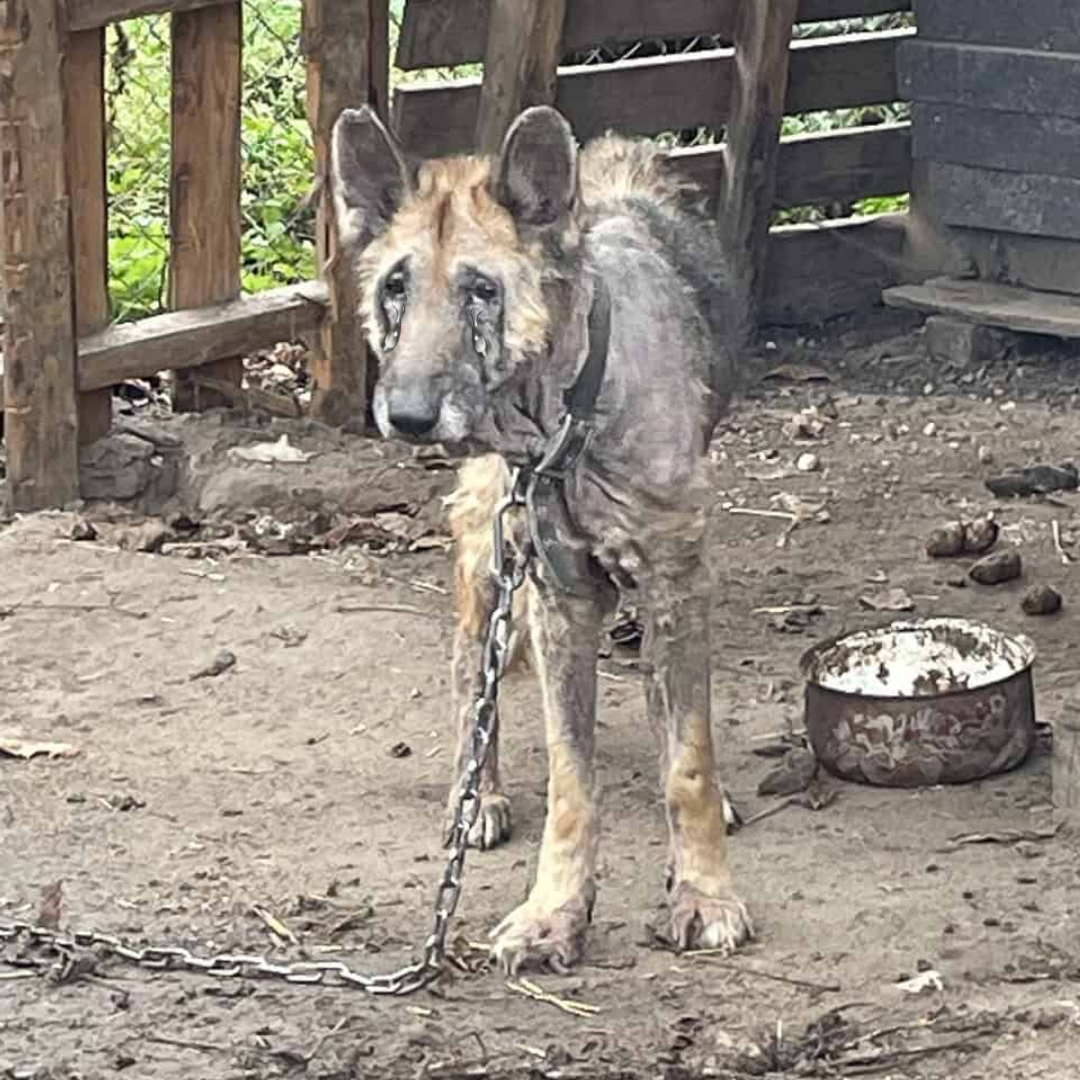 Abandoned and Forgotten: Kira’s Journey from Desperation to Love