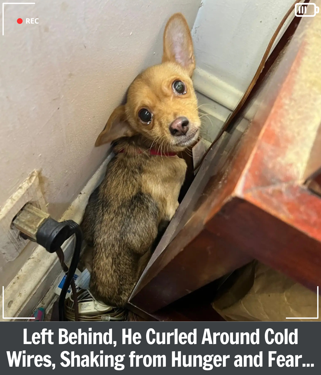 The Abandoned House, the Trembling Pup, and the Foster Family Who Gave Him Back His Future