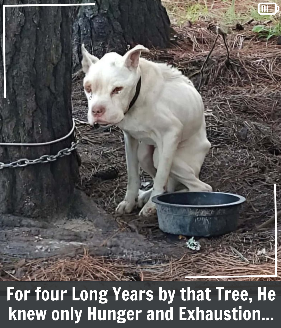 Hero’s Journey: From Four Years of Neglect to a Life Filled With Love