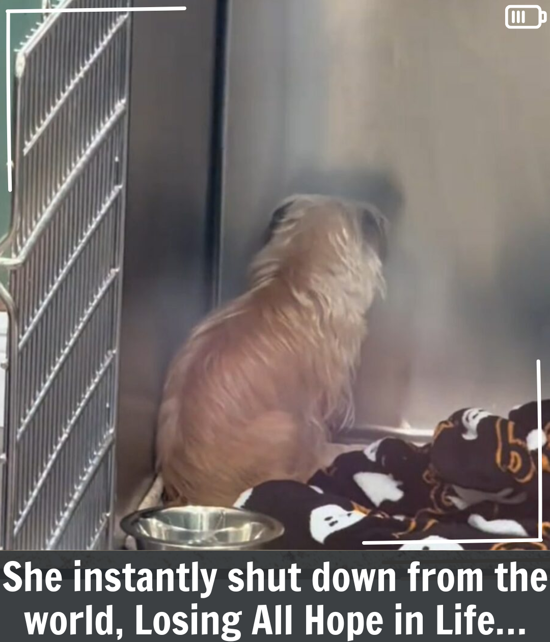 Florida Pup Who Spent Days Staring At A Wall Finally Finds Her Happy Ending
