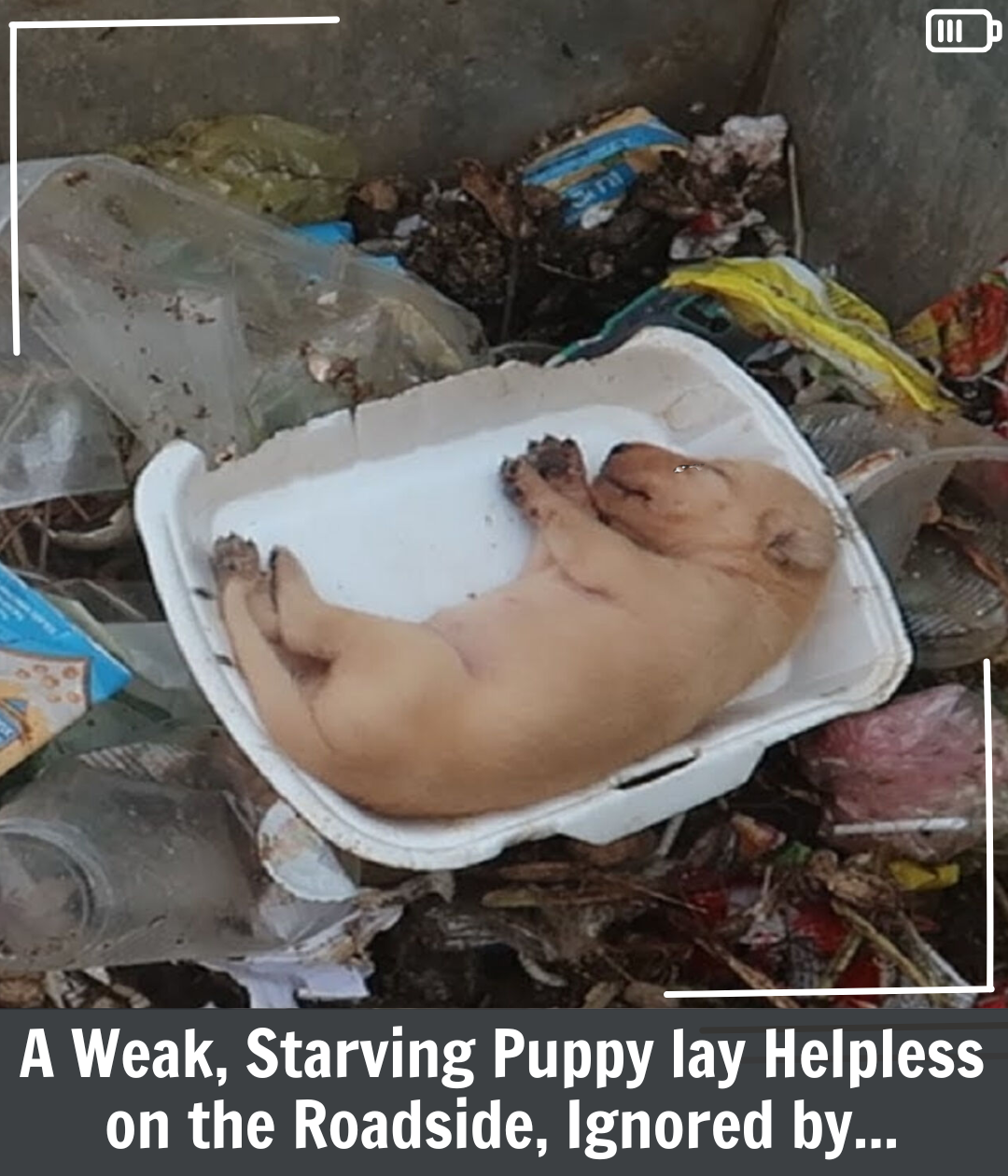 Lucky’s Journey: From a Garbage Dump to a Life Filled with Love