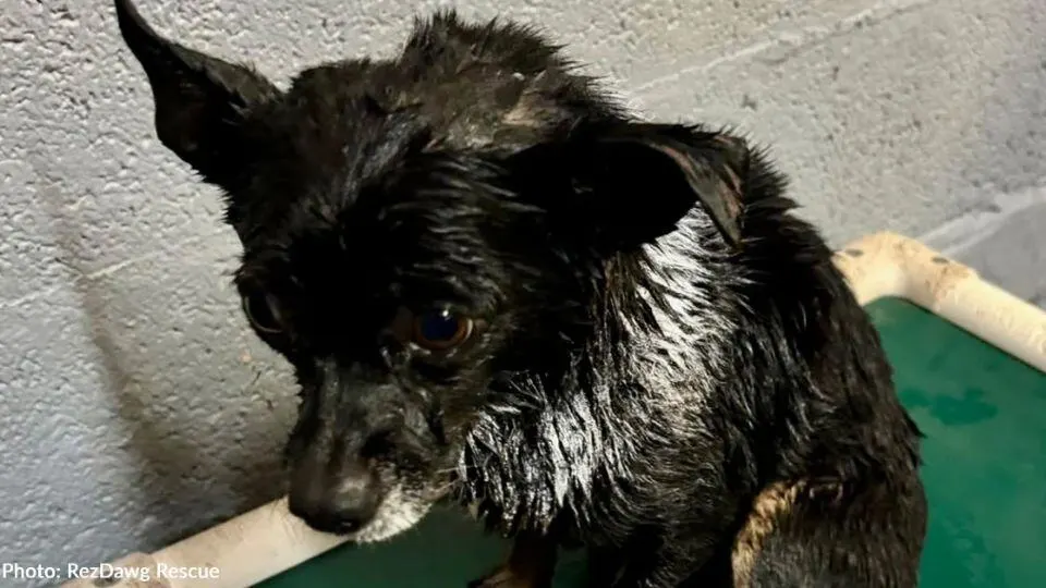 Tiny Chihuahua Rusty Fought To Stay Alive After A Brutal Attack