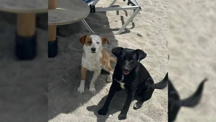 This Woman’s Trip Took A Sudden Turn When She Came Across 2 Adorable Stray Dogs