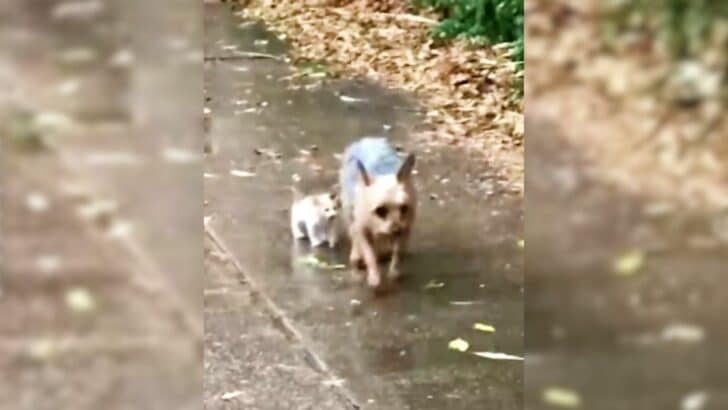 An Adorable Yorkshire Terrier Grabbed His Superhero Suit And Helped A Homeless Kitten Find A Loving Home