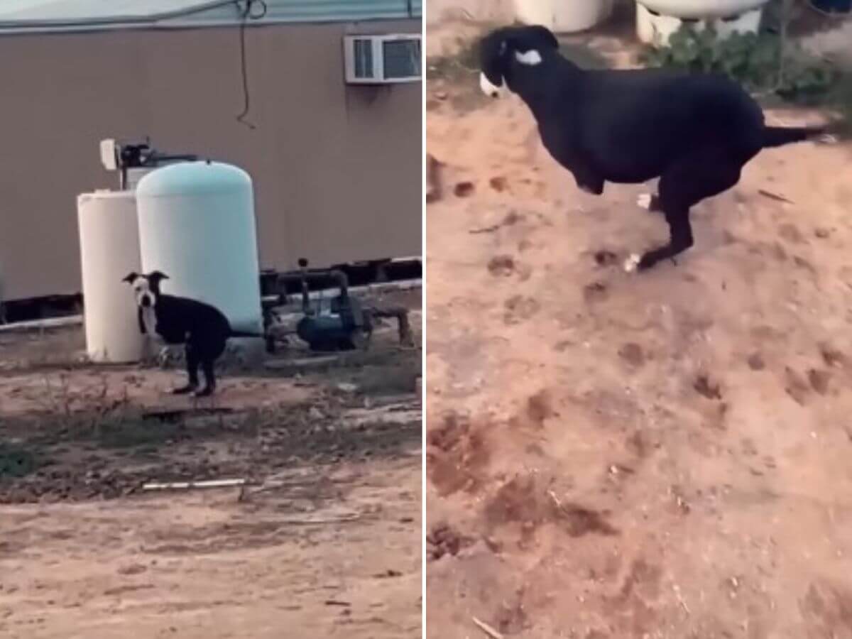 Left on the Streets Without His Legs, Here’s What Happened Next