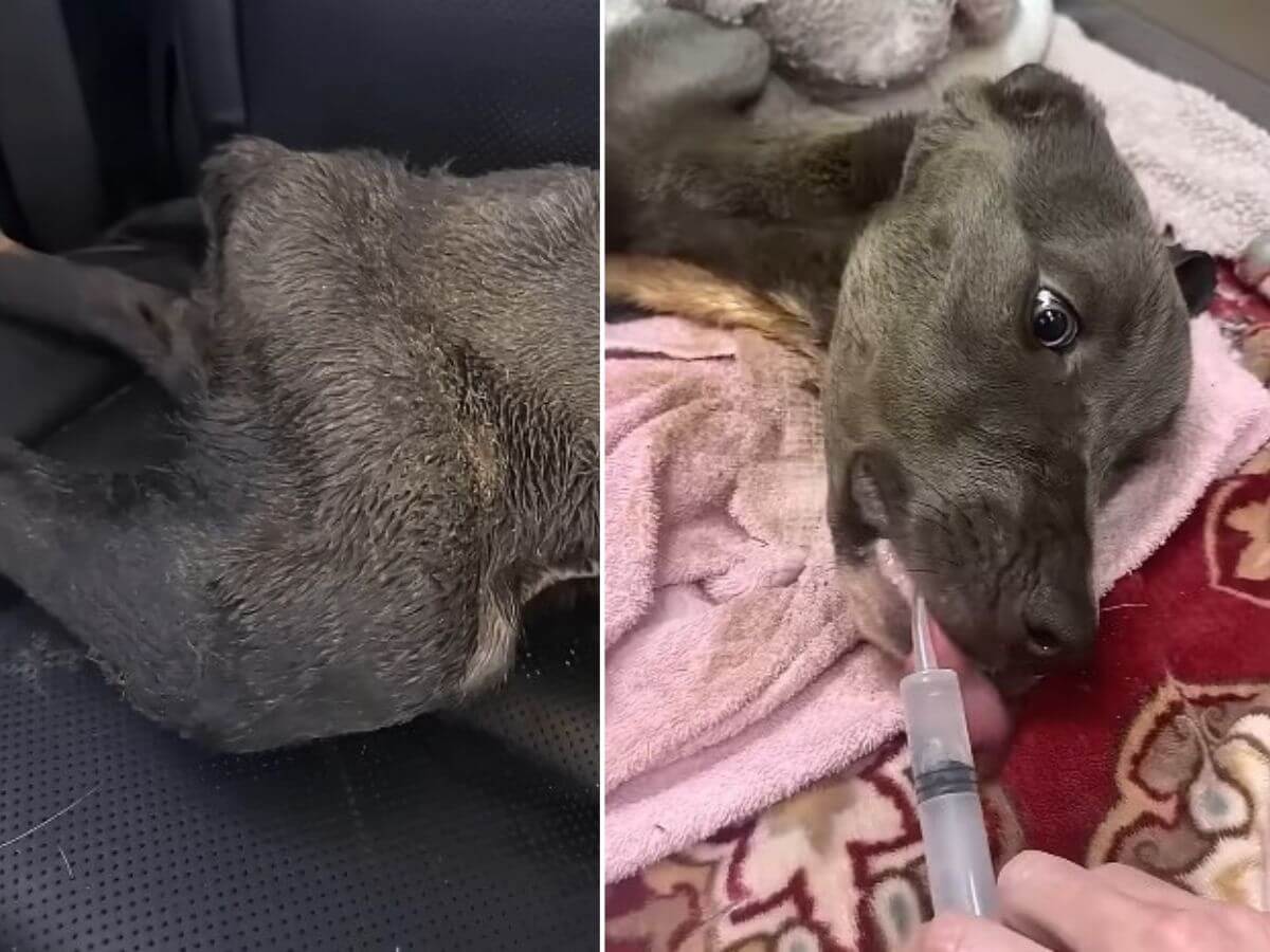 Left in an Oklahoma Dumpster, She Took One Wobbly Step That Changed Everything