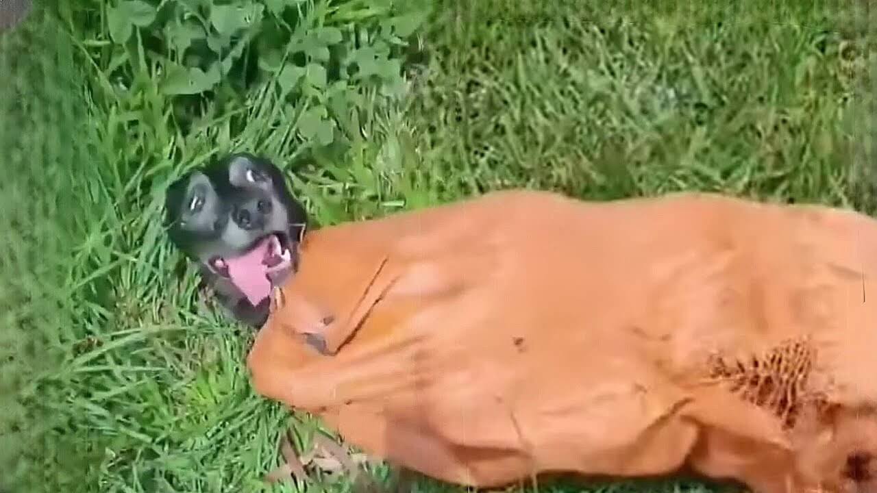 They Tied Her in a Plastic Bag and Left Her Behind, But Milagros’ Story Didn’t End There