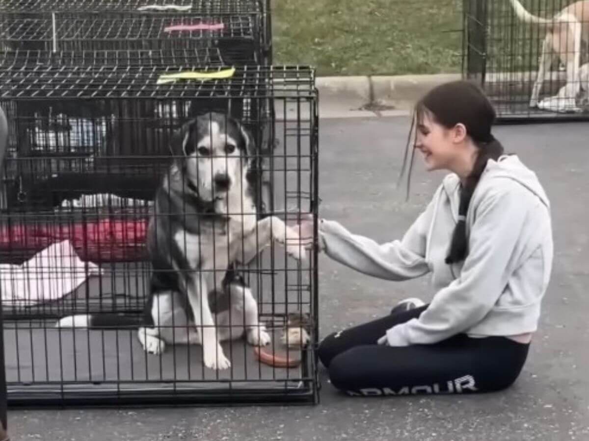 After 11 Years of Loyalty, He Was Left Behind. Until a Little Girl Saw the Dog No One Else Did