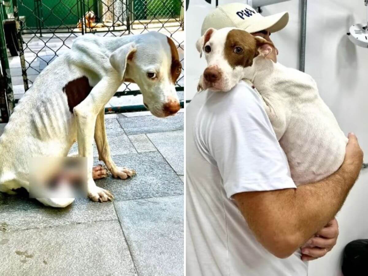 She Was Too Weak to Stand. Two Months Later, She Took Her First Walk Into a New Life