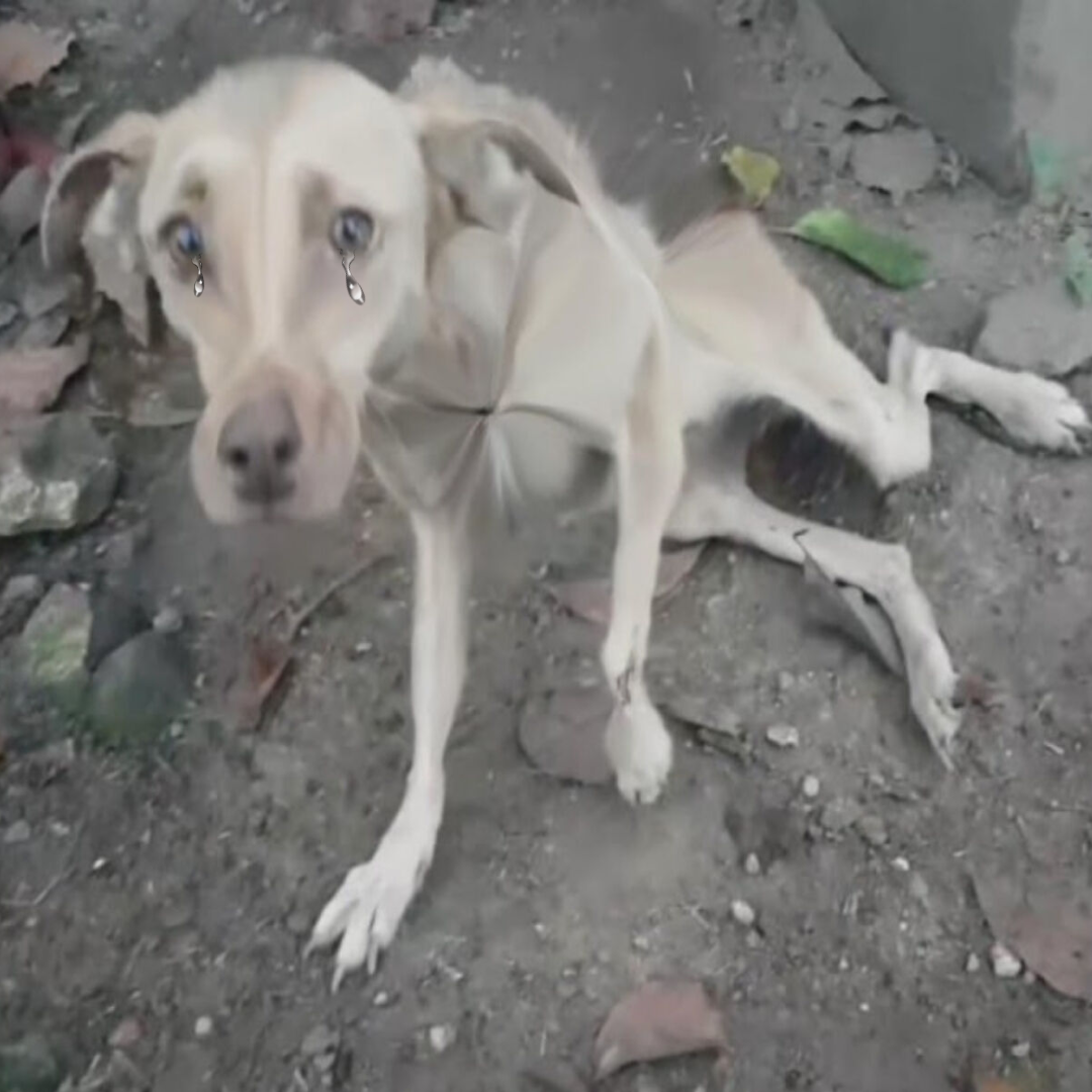 From Shadow to Shine: Majò’s Remarkable Journey of Healing and Hope