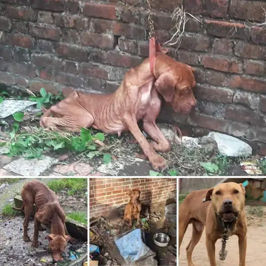 A Heartwarming Rescue: From Despair to a Life of Love and Hope