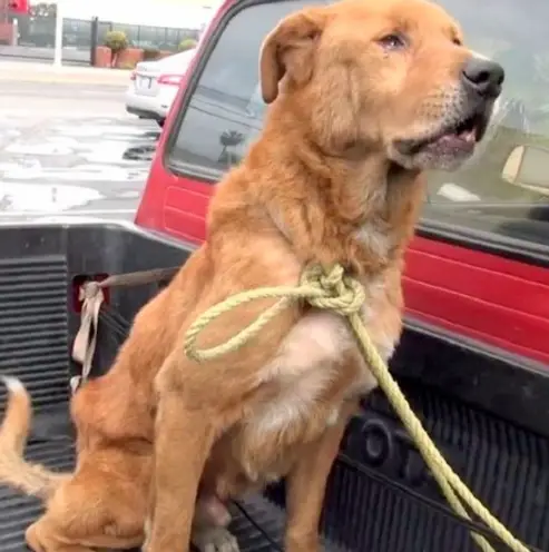 “It’s Ray’s Birthday… But the Dog Who Once Had a Home Is Now Wandering the Streets Alone”