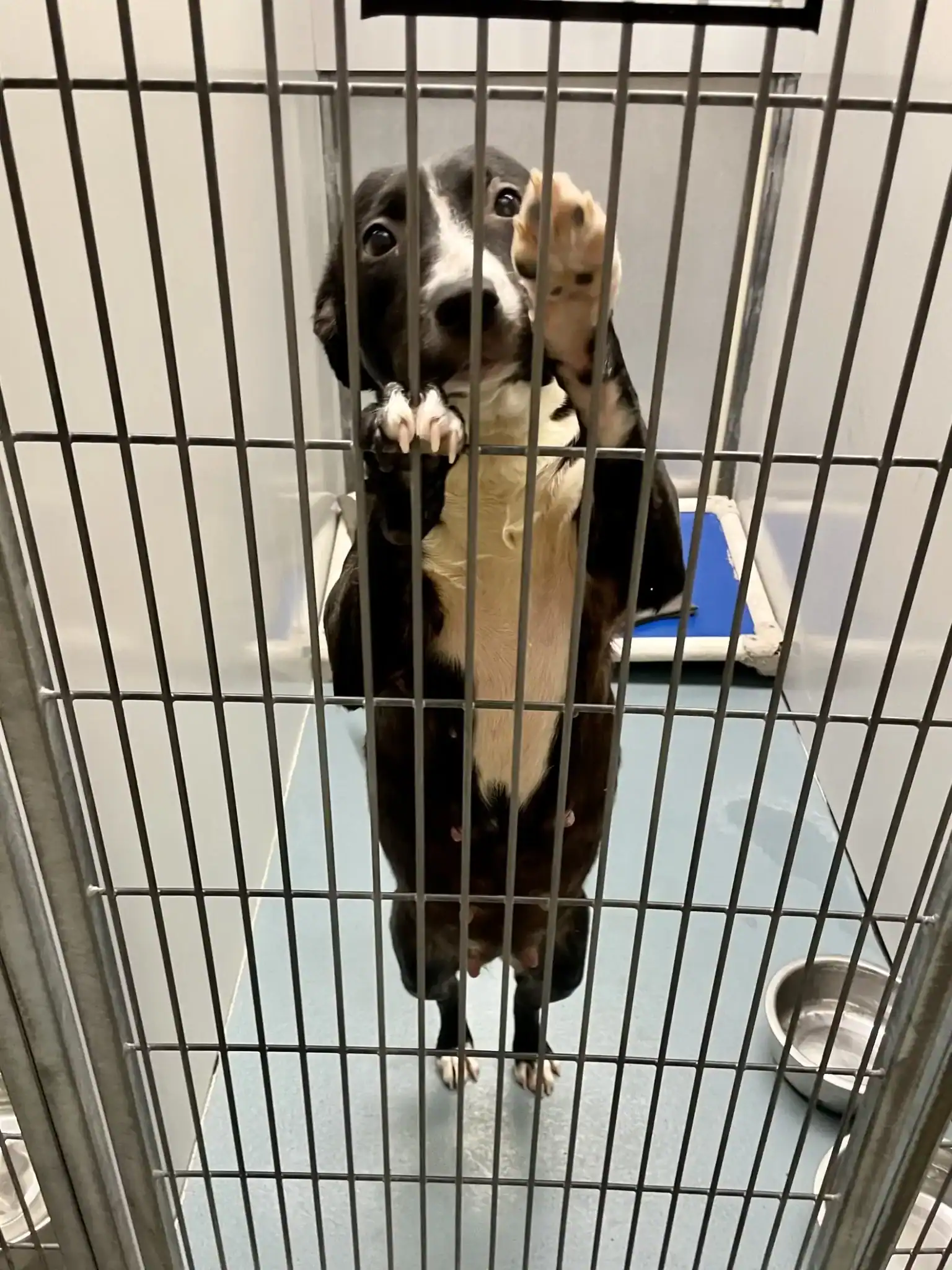 She Stood on Her Hind Legs and Begged Through the Kennel Bars — One Look Into Her Eyes Changed Everything Forever