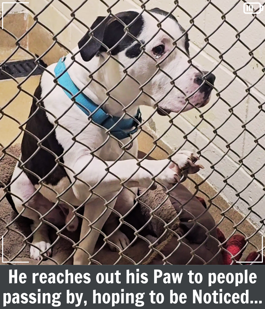 Shelter Dog Reaches Out His Paw, Hoping Someone Will Notice Him