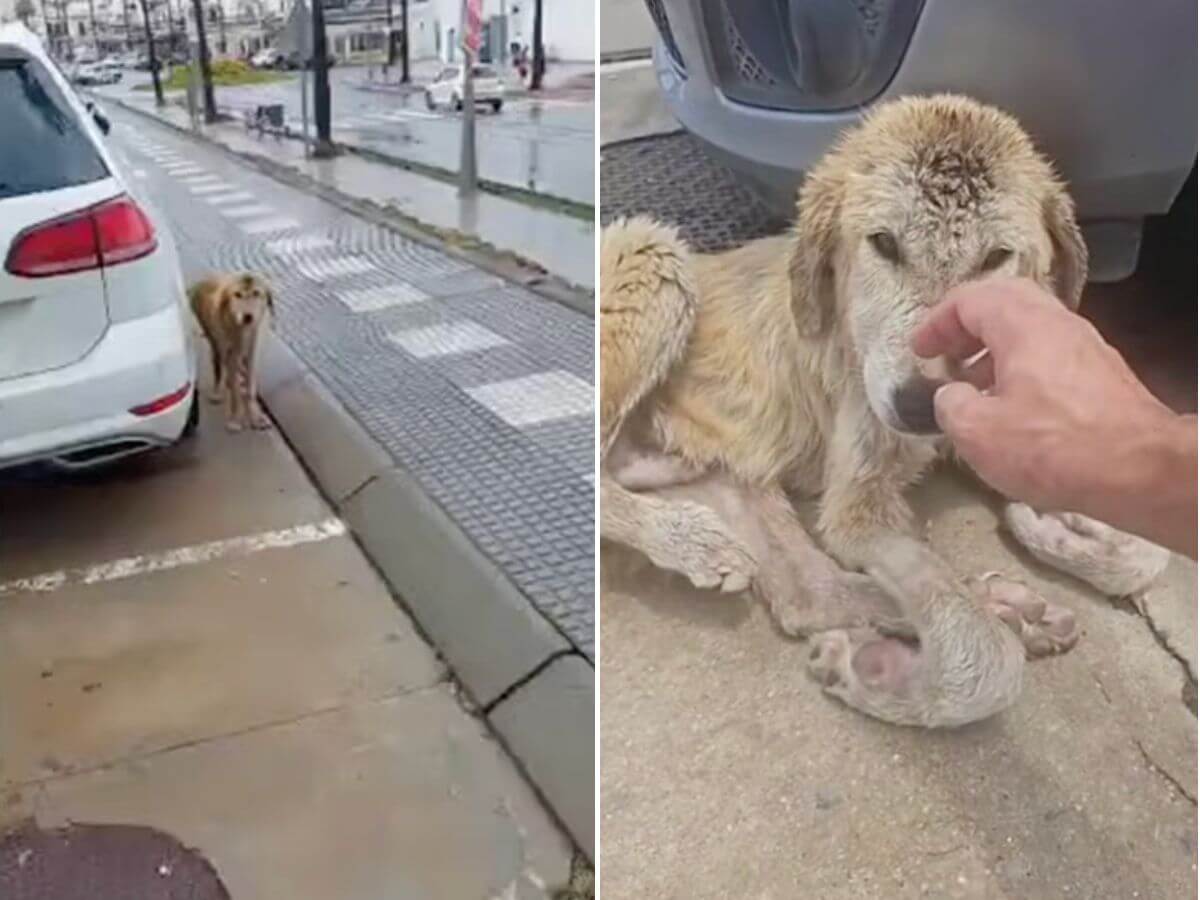 Injured and Soaked in the Rain, He Hid Under Cars Until One Man Stopped