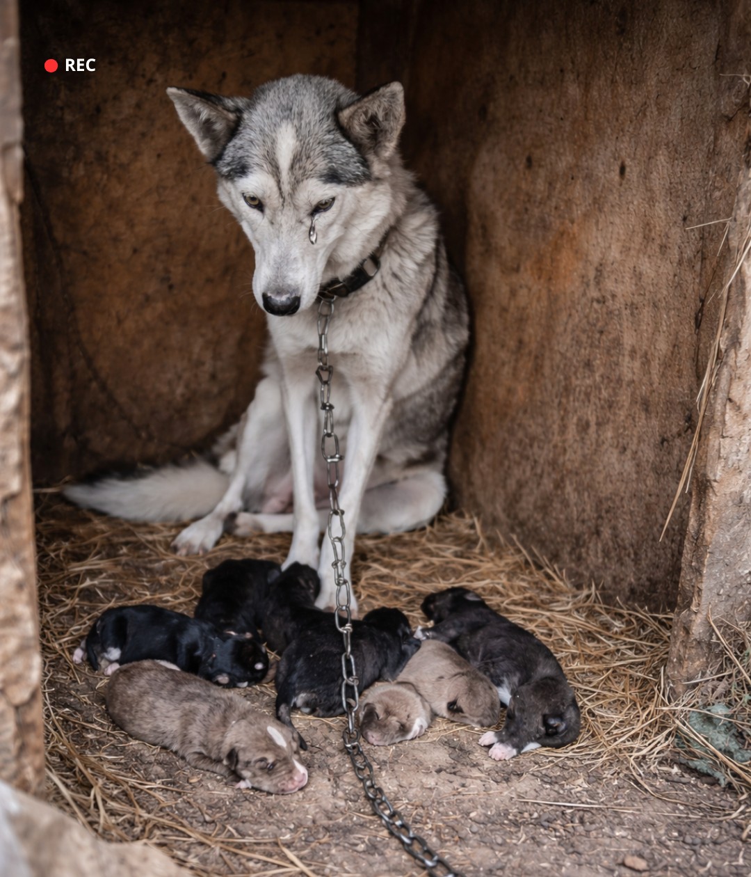 From Chains to Freedom: Luna’s Journey to a New Life