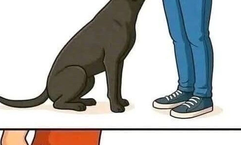 Why Dogs Sniff Our Most Private Areas! Understanding the Science, Instincts, Emotional Intelligence