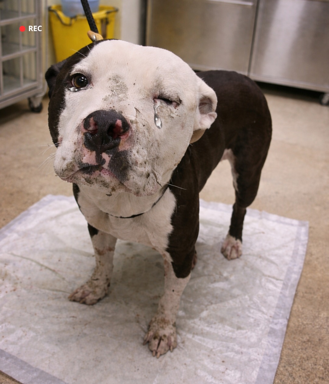 Injured Stray Dog Found Covered in Blood Is Finally Getting a Second Chance