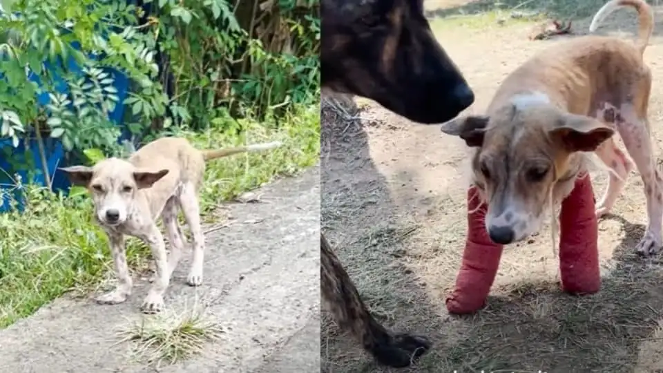 Stray Dog With Broken Looking Legs Waited For Help And His Recovery Was A Miracle