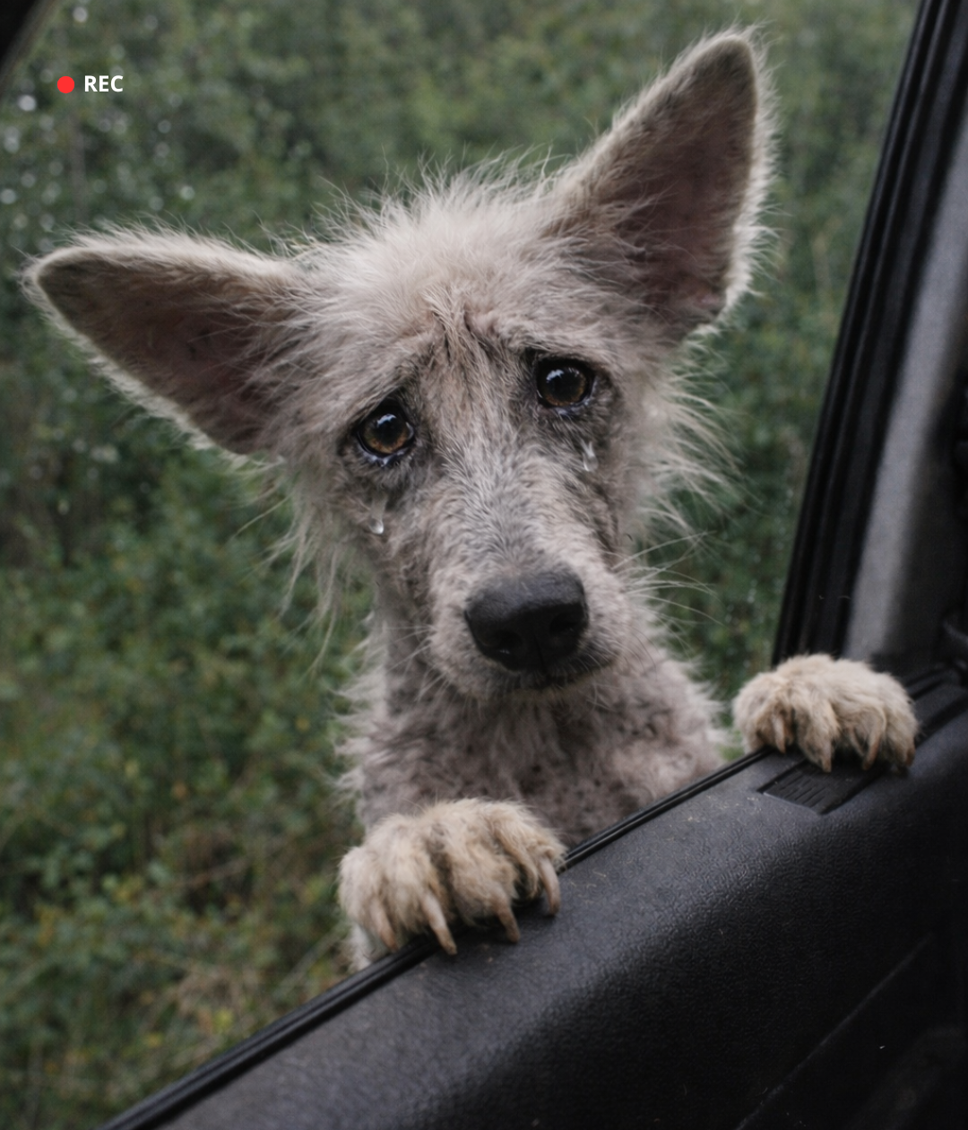 Starving and Lonely Pup Begs Truck Driver for a Second Chance at Life