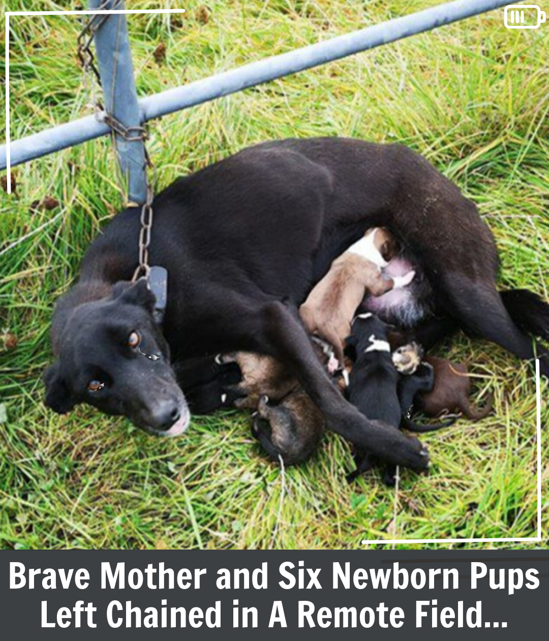 Abandoned Lurcher and Her Puppies Rescued and Safe After Heartwarming Rescue
