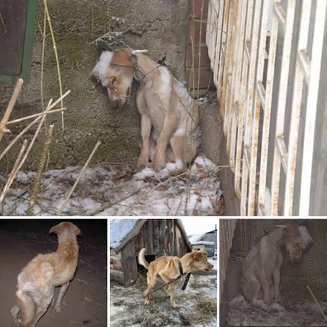 A Desperate Plea for Rescue: An Emaciated Dog Fights the Cold Alone in a Winter Storm