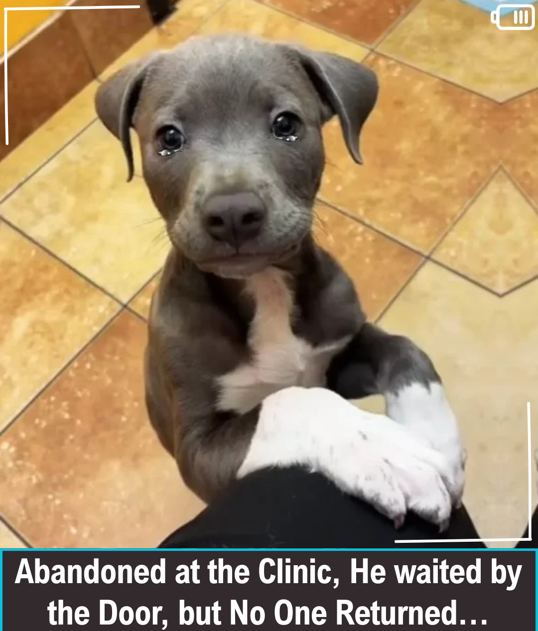Neglected at the Vet Clinic: A Puppy’s Three-Day Wait for Someone Who Almost Never Came Back