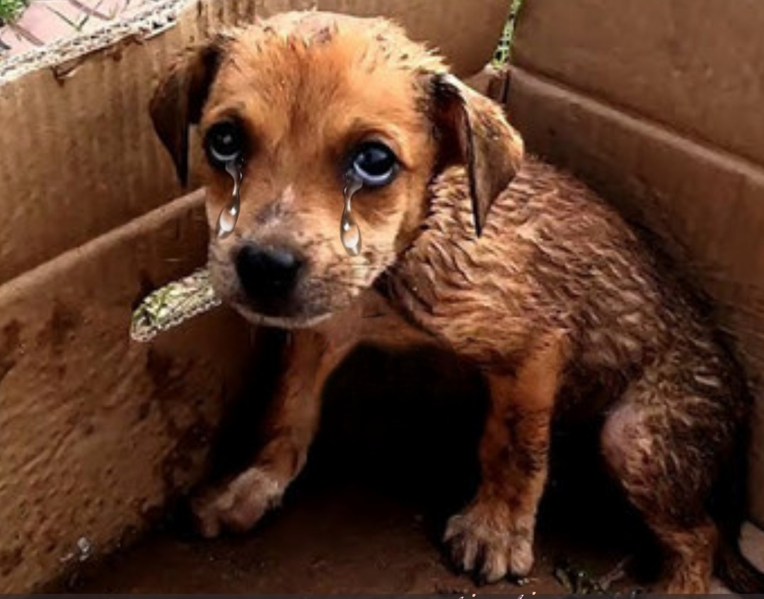 A Rescued Pup’s Lonely Birthday: Showering Love and Wishes