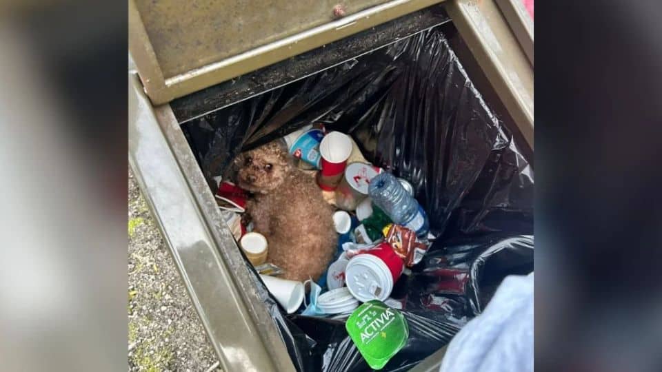 Buried Beneath the Garbage, a Forgotten Dog Waited for a Miracle