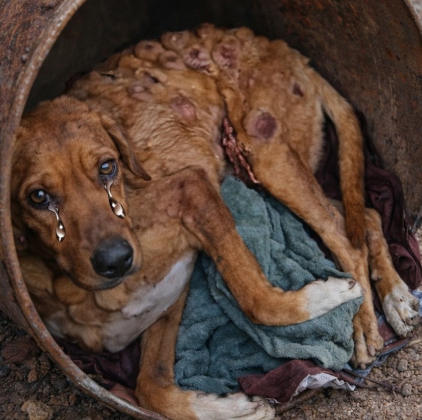 Boby’s Journey: From Suffering to Hope – A Birthday Celebration of Resilience