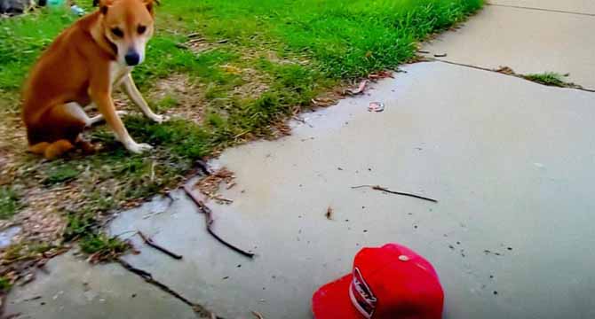 My Young Son Disappeared During a Family Vacation – Five Hours Later, a Dog Returned with His Hat in Its Teeth