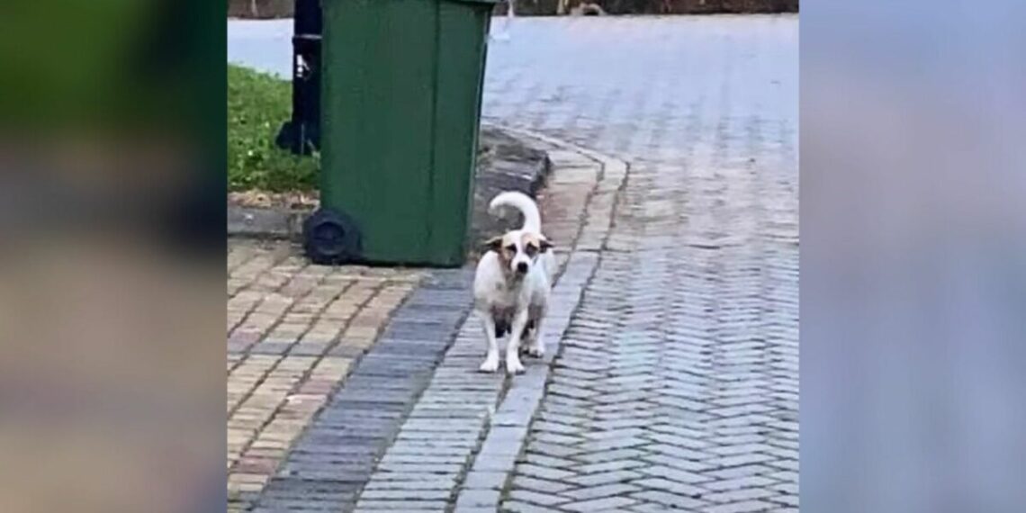 Pregnant Dog Abandoned on the Street Just Days Before Giving Birth