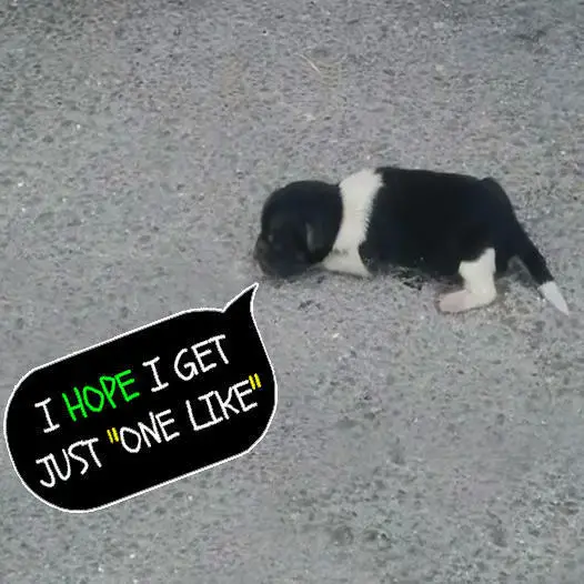 Abandoned Newborn Puppy Rescued and Now Rests Safely Indoors