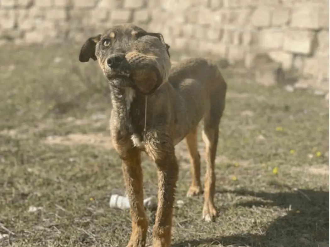 Enduring Pain: The Heartbreaking Journey of Brady, the Dog Who Suffered Alone.