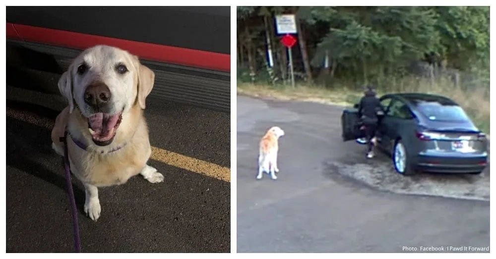 Loyal 13-Year-Old Dog Left Behind At Park Breaks Hearts Across The Internet